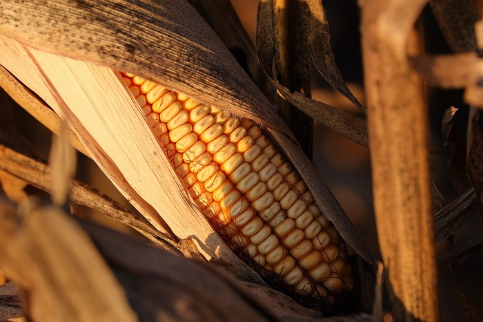 PT Vale Salurkan 500 Kilogram Bibit Jagung. (Pixabay.com/Vijayanarasimha)