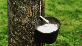 Kebun Karet. (Dok. pertanian.ngawikab.go.id)