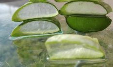 Lidah Buaya Bukan Hanya untuk Kulit: Ini Khasiat Aloe Vera bagi Metabolisme