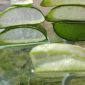 2. Inilah aloe vera, tanaman herbal dengan 75 senyawa aktif yang bermanfaat bagi kesehatan Anda. (Pixabay.com/mozo1901)


