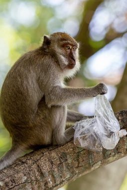 Lore Lindu Pulih dari Tambang Emas Ilegal, Macaca Terdeteksi Lagi