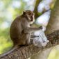 Satwa macaca kembali terdeteksi di hutan Lore Lindu usai tambang ilegal ditertibkan. (Pixabay.com /SandeepHanda)

