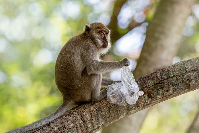 Satwa macaca kembali terdeteksi di hutan Lore Lindu usai tambang ilegal ditertibkan. (Pixabay.com /SandeepHanda)

